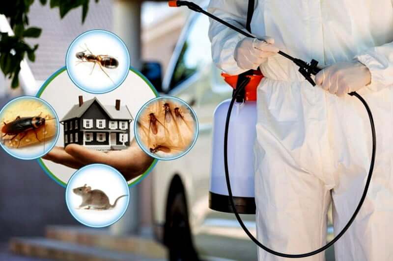 Panduan Lengkap Jasa Pest Control